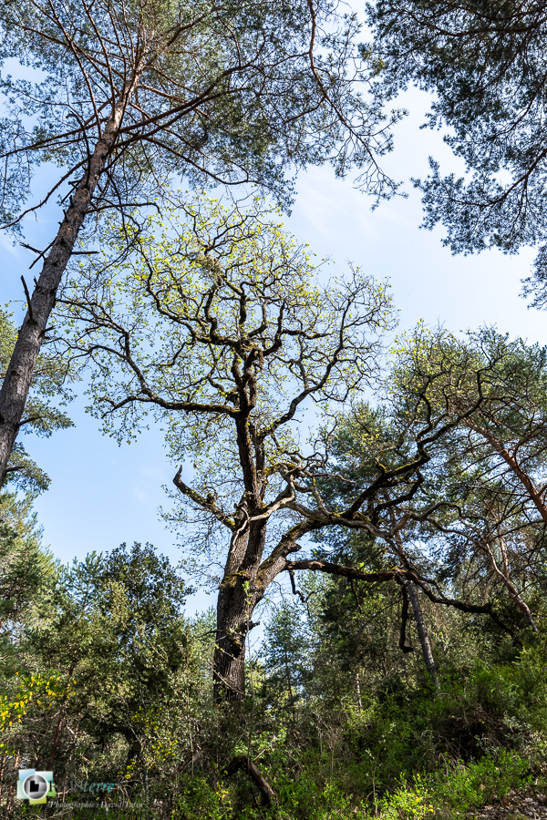 arbre, chêne pubescent, esparron, parc naturel régional du verdon__