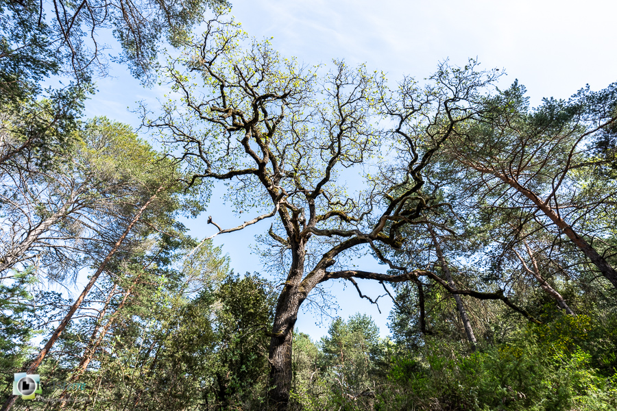 arbre, chêne pubescent, esparron, parc naturel régional du verdon__