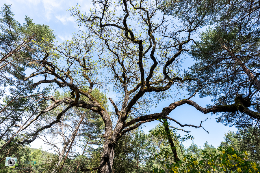 arbre, chêne pubescent, esparron, parc naturel régional du verdon__