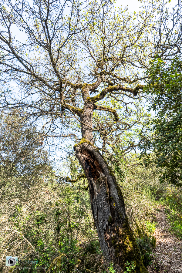 arbre, chêne pubescent, esparron, parc naturel régional du verdon__
