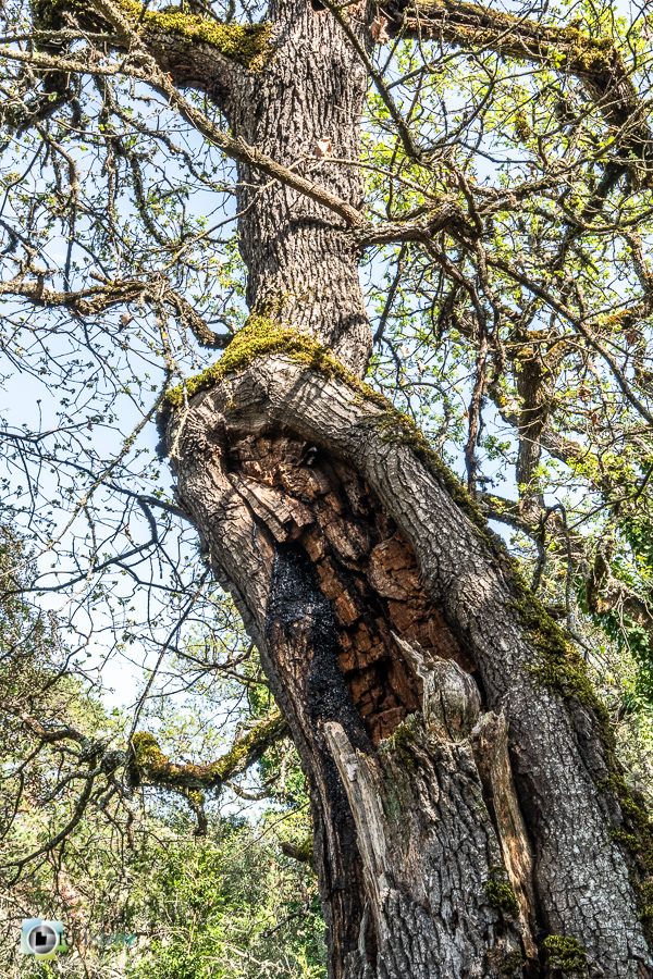 arbre, chêne pubescent, esparron, parc naturel régional du verdon__