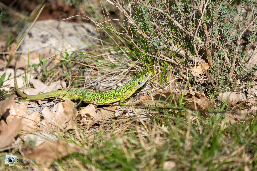 esparron, faune, lézard vert, parc naturel régional du verdon, reptile__