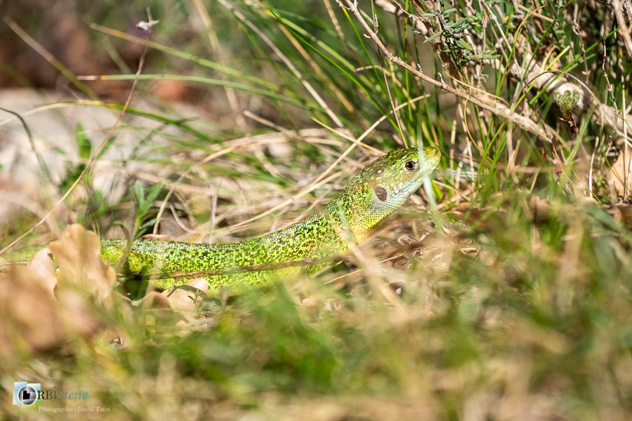esparron, faune, lézard vert, parc naturel régional du verdon, reptile_43°44'10.069