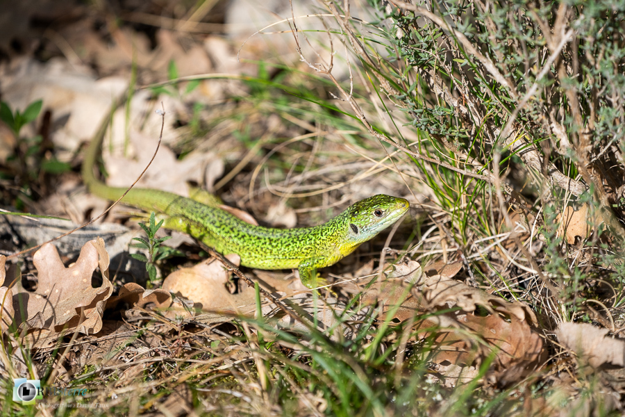 esparron, faune, lézard vert, parc naturel régional du verdon, reptile_43°44'10.041