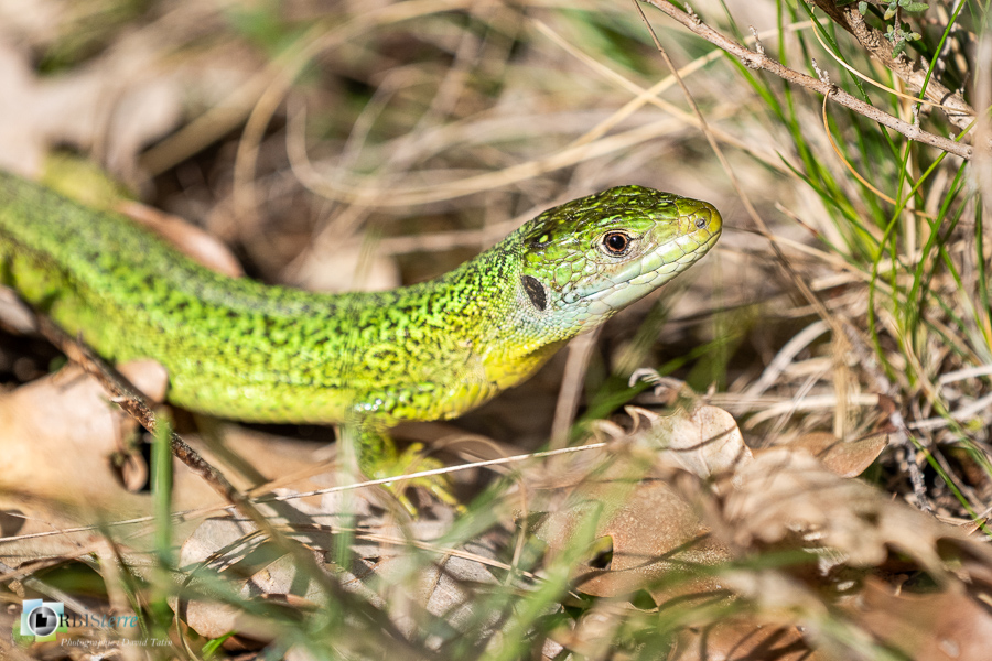 esparron, faune, lézard vert, parc naturel régional du verdon, reptile_43°44'10.054
