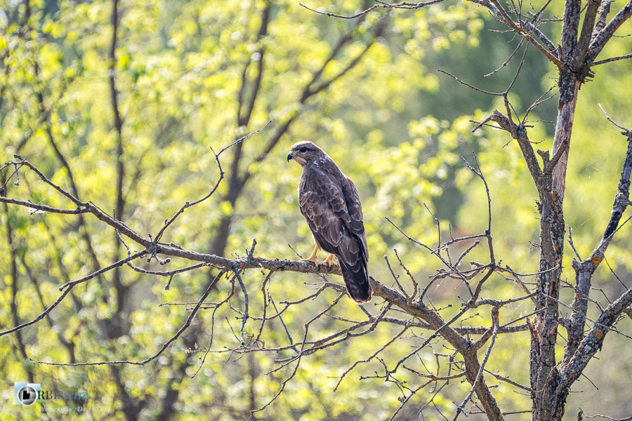 buse variable, esparron, faune, oiseau, parc naturel régional du verdon__