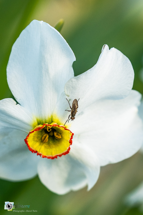 Alpes de Haute Provence, Revest-des-Brousses, diptère, faune, flore, insecte, narcisse des poètes, parc naturel régional du luberon__