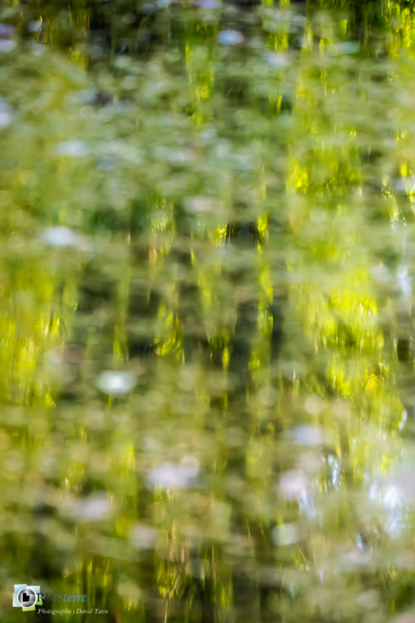 Alpes de Haute Provence, Revest-des-Brousses, mare, parc naturel régional du luberon, reflet__