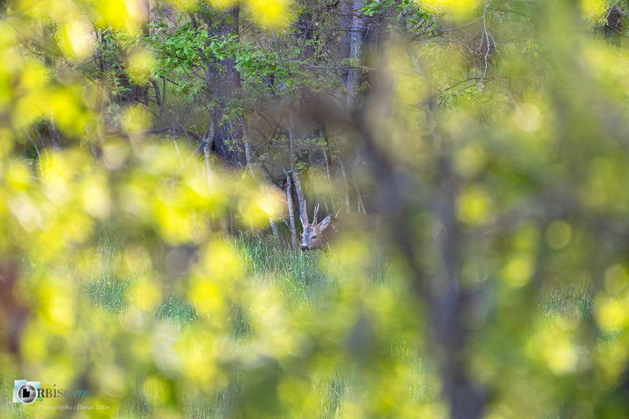 Alpes de Haute Provence, Revest-des-Brousses, chevreuil, faune, mammifère, parc naturel régional du luberon__