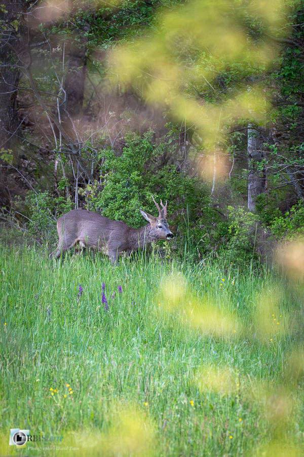 Alpes de Haute Provence, Revest-des-Brousses, chevreuil, faune, mammifère, parc naturel régional du luberon__