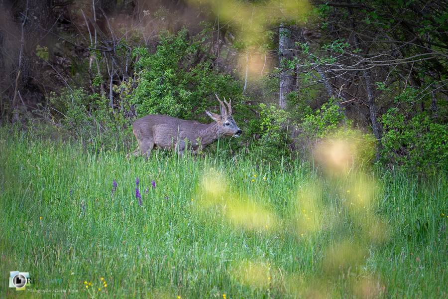Alpes de Haute Provence, Revest-des-Brousses, chevreuil, faune, mammifère, parc naturel régional du luberon__