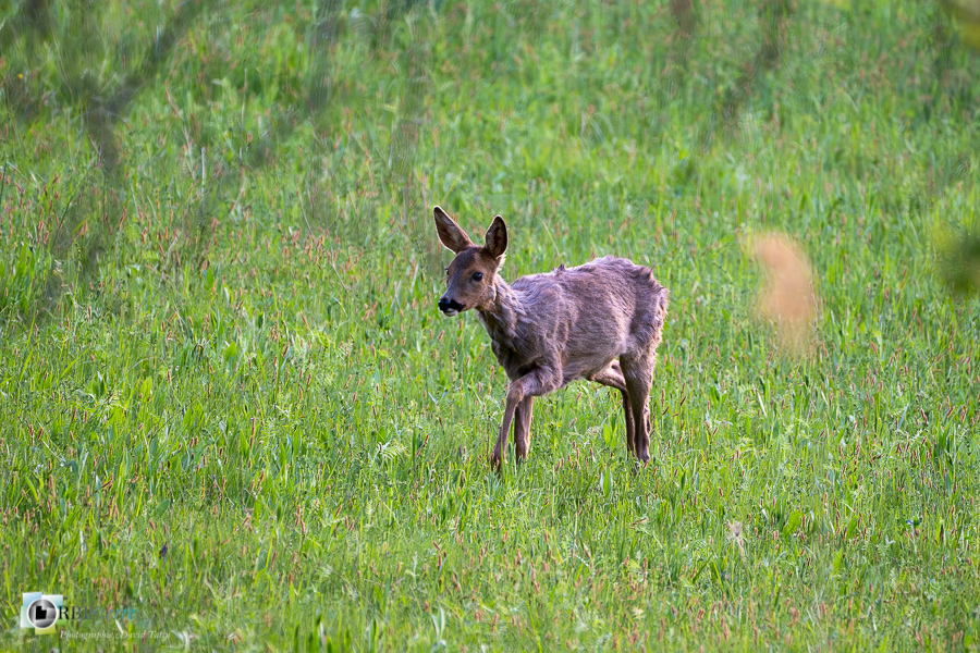 Alpes de Haute Provence, Revest-des-Brousses, chevreuil, faune, mammifère, parc naturel régional du luberon__