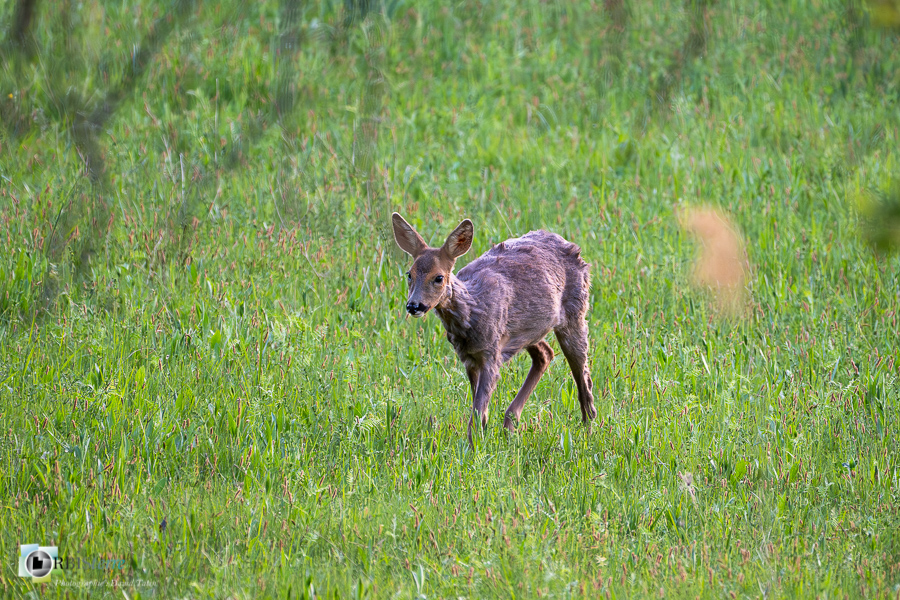Alpes de Haute Provence, Revest-des-Brousses, chevreuil, faune, mammifère, parc naturel régional du luberon__
