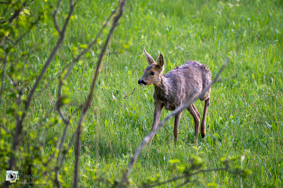 Alpes de Haute Provence, Revest-des-Brousses, chevreuil, faune, mammifère, parc naturel régional du luberon__
