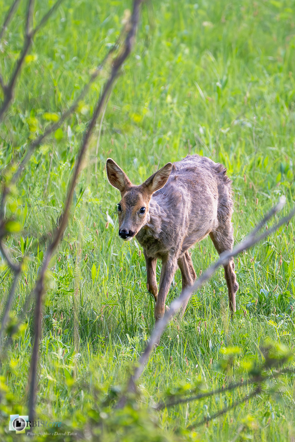 Alpes de Haute Provence, Revest-des-Brousses, chevreuil, faune, mammifère, parc naturel régional du luberon__
