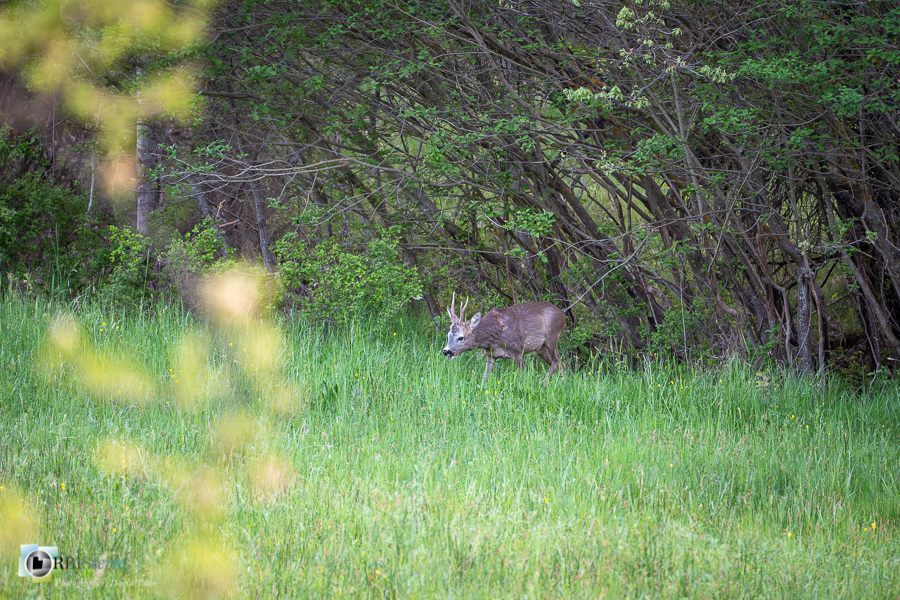 Alpes de Haute Provence, Revest-des-Brousses, chevreuil, faune, mammifère, parc naturel régional du luberon__