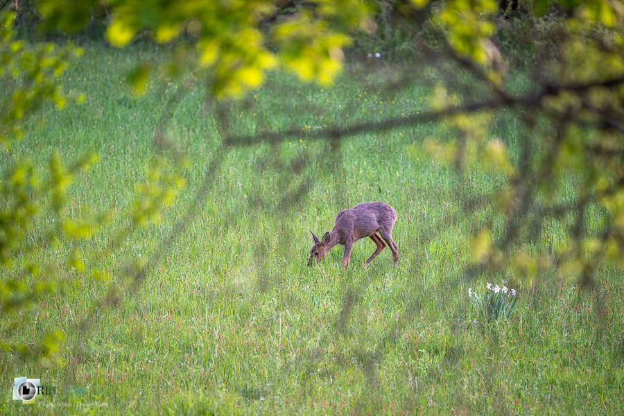 Alpes de Haute Provence, Revest-des-Brousses, chevreuil, faune, mammifère, parc naturel régional du luberon__