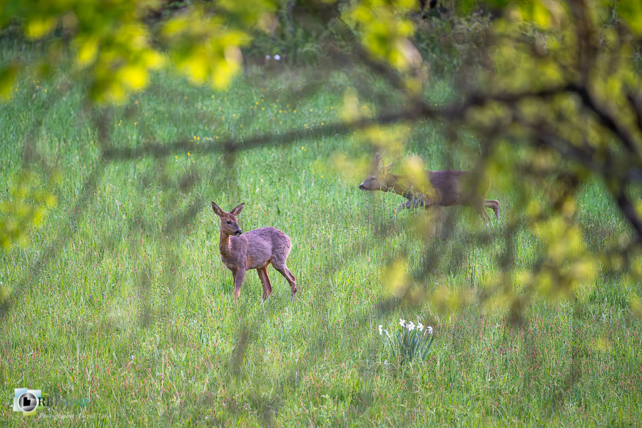 Alpes de Haute Provence, Revest-des-Brousses, chevreuil, faune, mammifère, parc naturel régional du luberon__