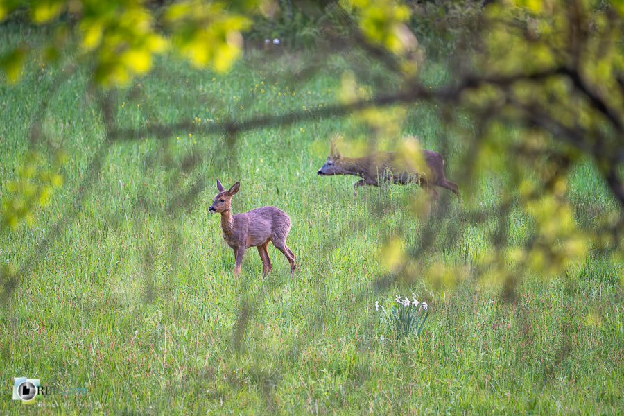 Alpes de Haute Provence, Revest-des-Brousses, chevreuil, faune, mammifère, parc naturel régional du luberon__