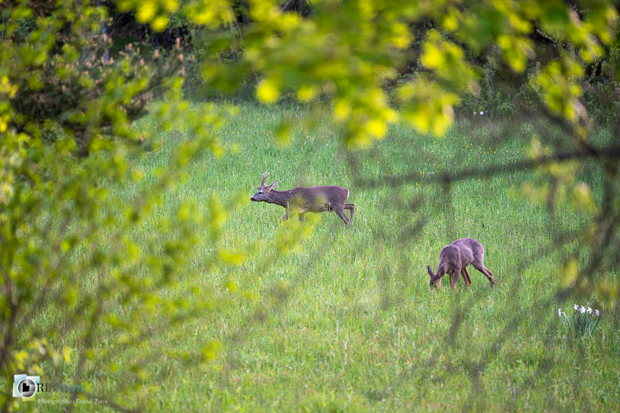 Alpes de Haute Provence, Revest-des-Brousses, chevreuil, faune, mammifère, parc naturel régional du luberon__