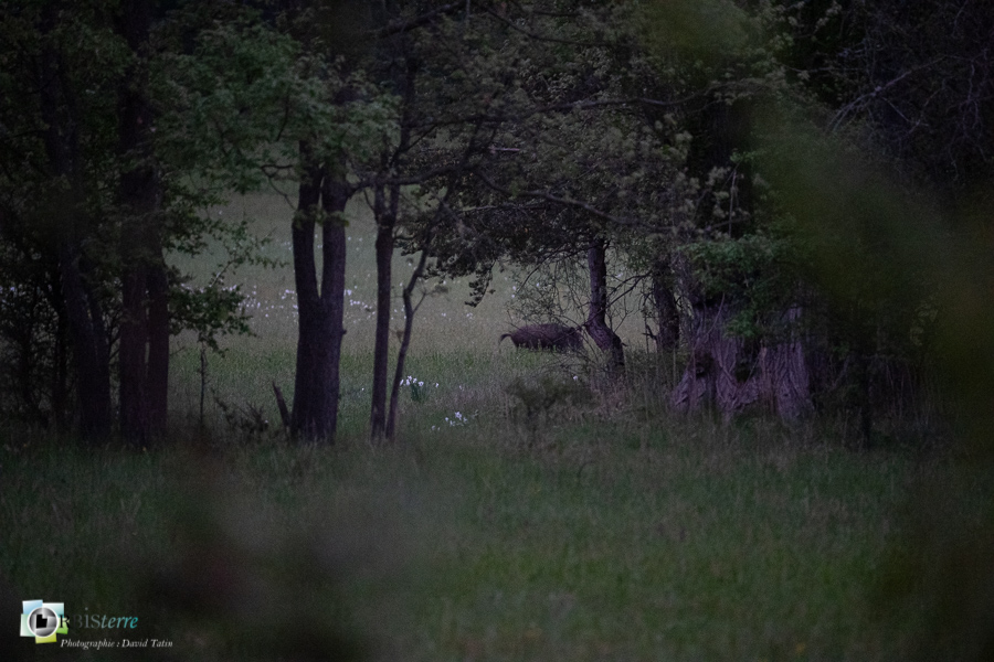 Alpes de Haute Provence, Revest-des-Brousses, faune, mammifère, parc naturel régional du luberon, sanglier__