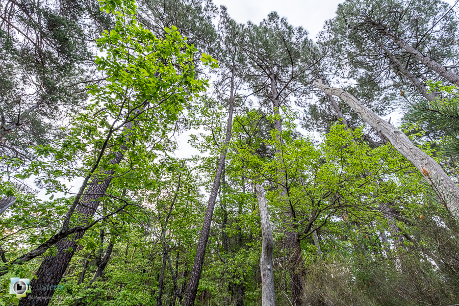 Alpes de Haute Provence, Revest-des-Brousses, forêt, parc naturel régional du luberon__