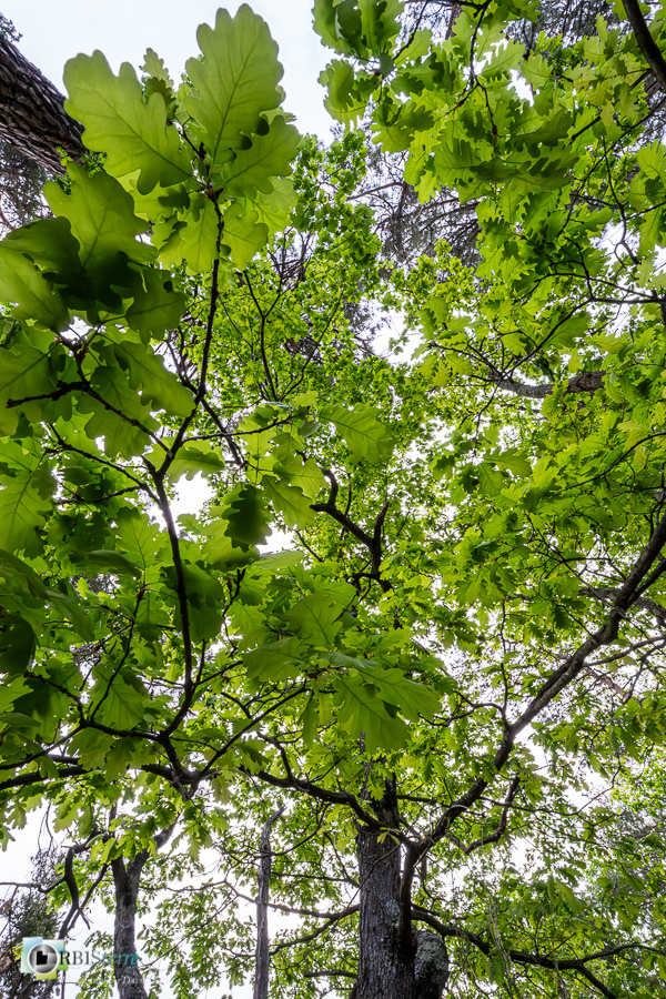 Alpes de Haute Provence, Revest-des-Brousses, arbre, chêne pubescent, feuillage, forêt, parc naturel régional du luberon__