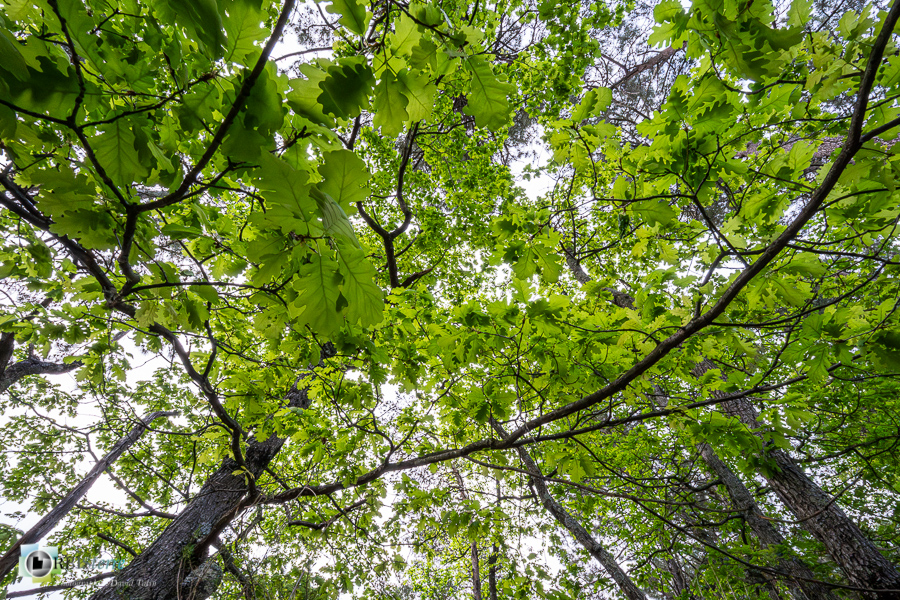Alpes de Haute Provence, Revest-des-Brousses, arbre, chêne pubescent, feuillage, forêt, parc naturel régional du luberon__