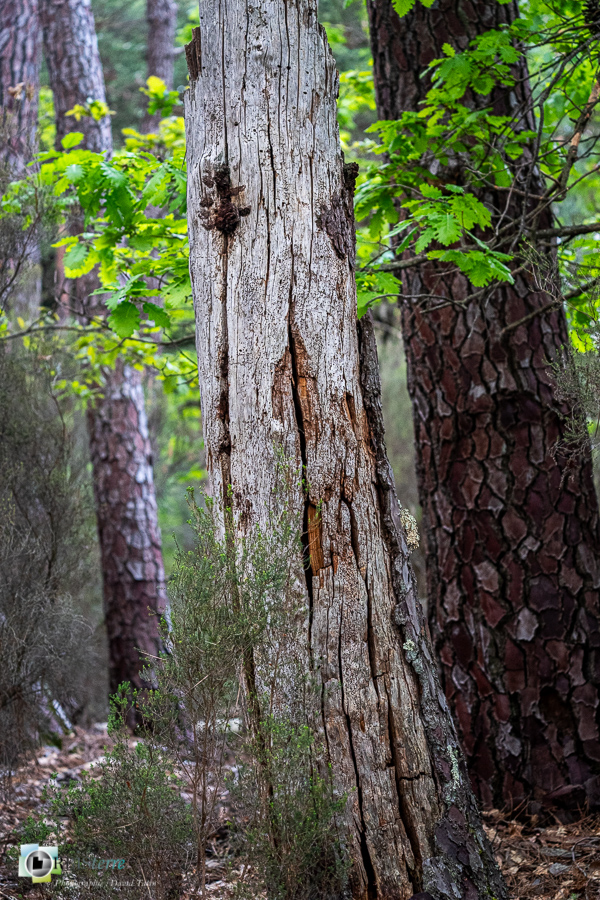 Alpes de Haute Provence, Revest-des-Brousses, bois mort, forêt, parc naturel régional du luberon__