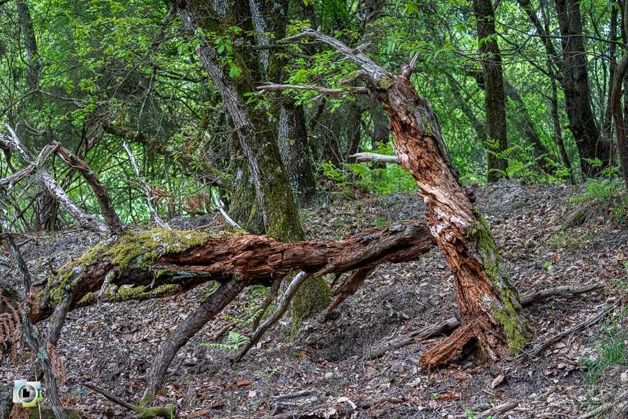 Alpes de Haute Provence, Revest-des-Brousses, bois mort, forêt, parc naturel régional du luberon__