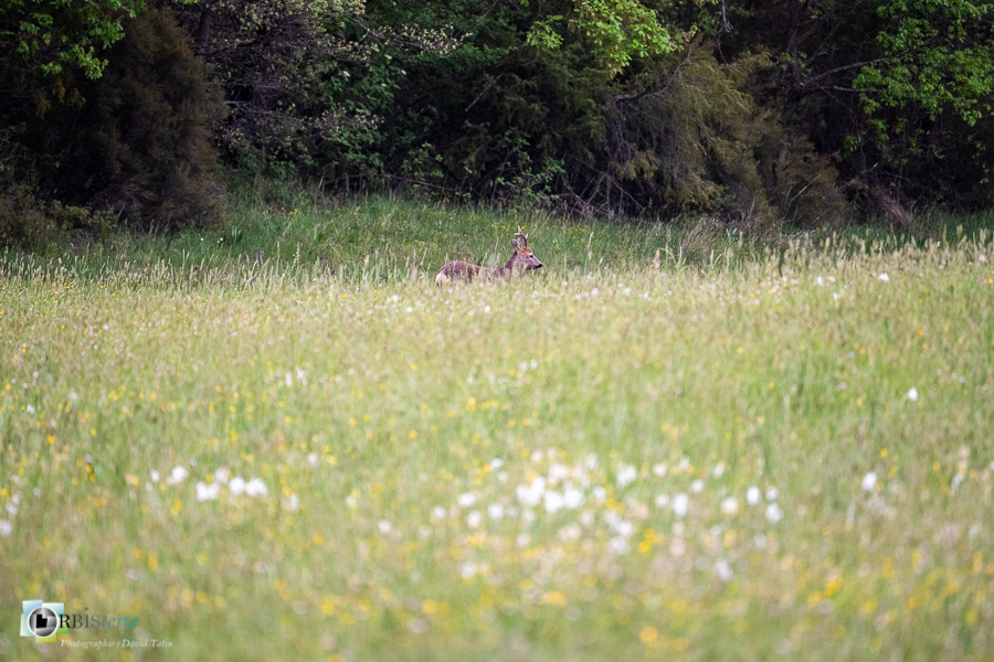 Alpes de Haute Provence, Revest-des-Brousses, chevreuil, faune, mammifère, parc naturel régional du luberon__