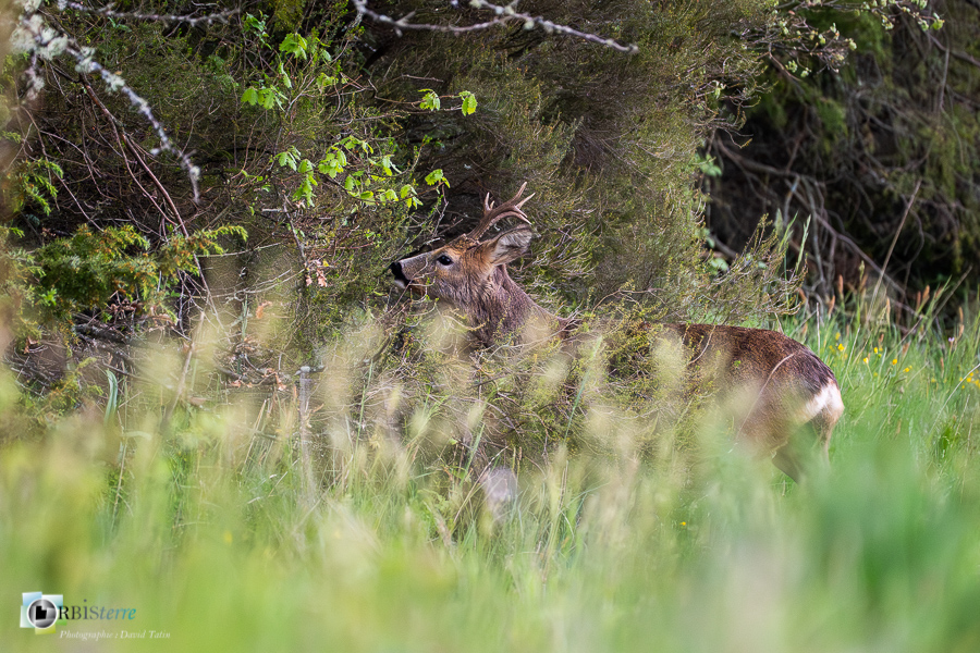 Alpes de Haute Provence, Revest-des-Brousses, chevreuil, faune, mammifère, parc naturel régional du luberon__