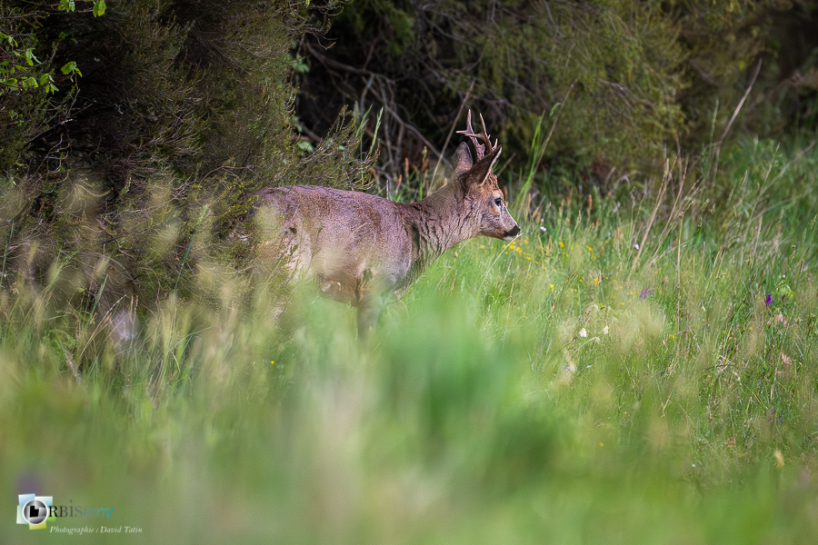 Alpes de Haute Provence, Revest-des-Brousses, chevreuil, faune, mammifère, parc naturel régional du luberon__