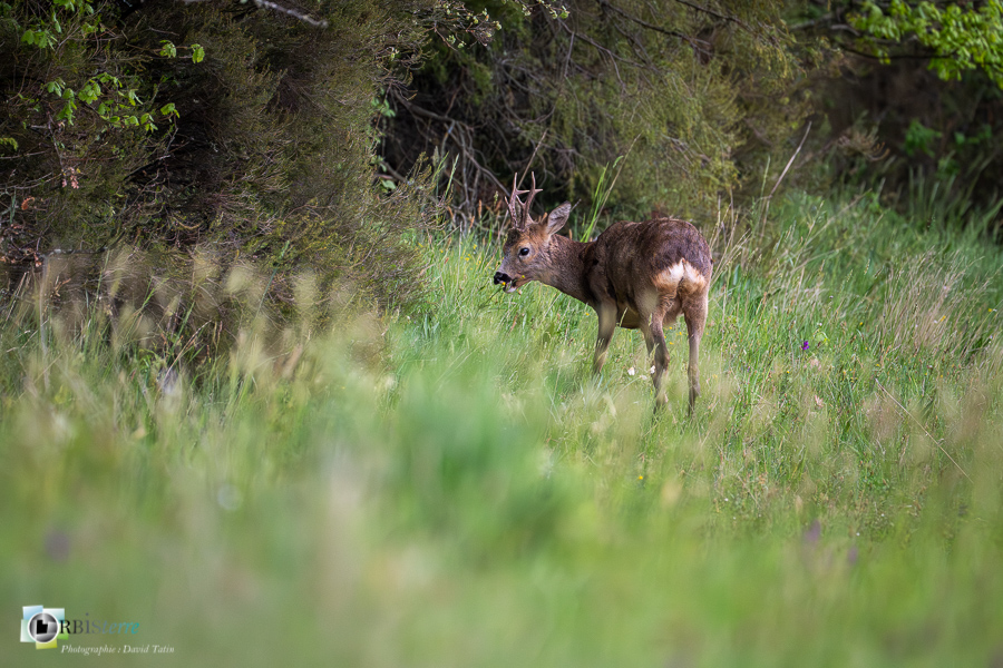 Alpes de Haute Provence, Revest-des-Brousses, chevreuil, faune, mammifère, parc naturel régional du luberon__