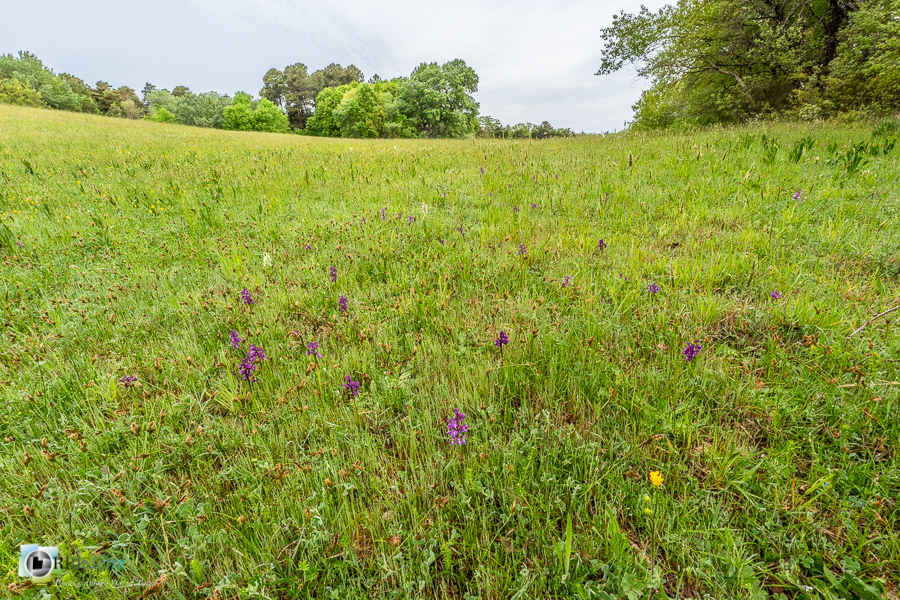 Alpes de Haute Provence, Revest-des-Brousses, flore, orchidée, parc naturel régional du luberon, prairie__