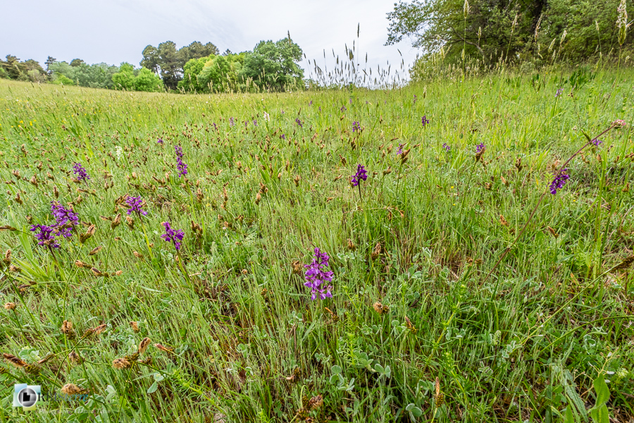 Alpes de Haute Provence, Revest-des-Brousses, flore, orchidée, parc naturel régional du luberon, prairie__