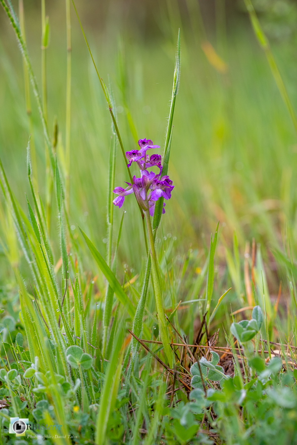 Alpes de Haute Provence, Revest-des-Brousses, anacamptis morio, flore, orchidée, parc naturel régional du luberon__