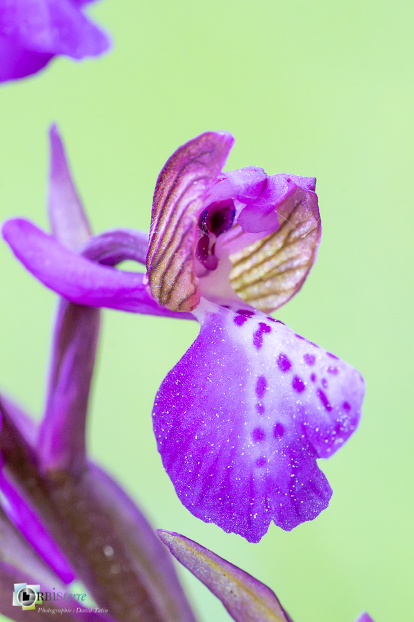 Alpes de Haute Provence, Revest-des-Brousses, anacamptis morio, flore, orchidée, parc naturel régional du luberon__