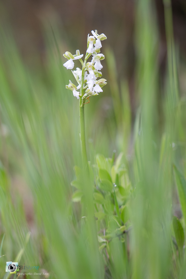 Alpes de Haute Provence, Revest-des-Brousses, albinos, anacamptis morio, flore, orchidée, parc naturel régional du luberon__