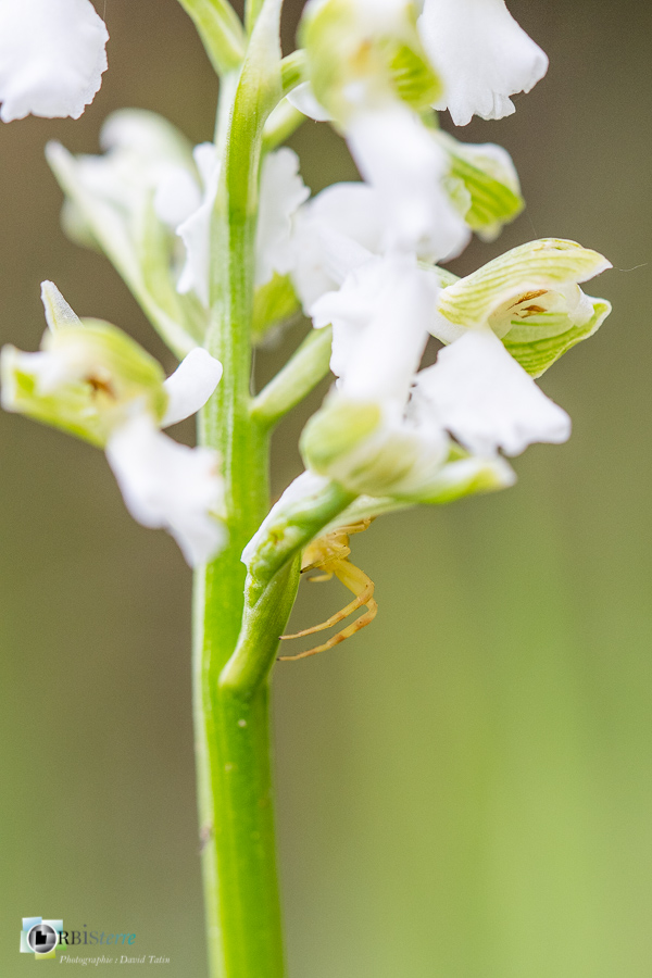 Alpes de Haute Provence, Revest-des-Brousses, albinos, anacamptis morio, araignée, flore, orchidée, parc naturel régional du luberon, thomise__