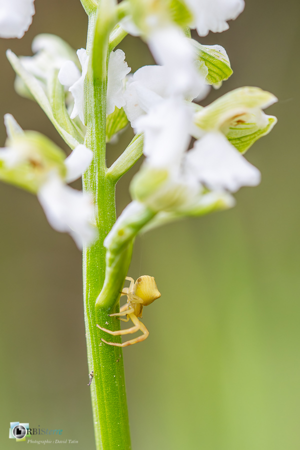 Alpes de Haute Provence, Revest-des-Brousses, albinos, anacamptis morio, araignée, flore, orchidée, parc naturel régional du luberon, thomise__