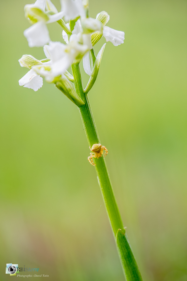 Alpes de Haute Provence, Revest-des-Brousses, albinos, anacamptis morio, araignée, flore, orchidée, parc naturel régional du luberon, thomise__