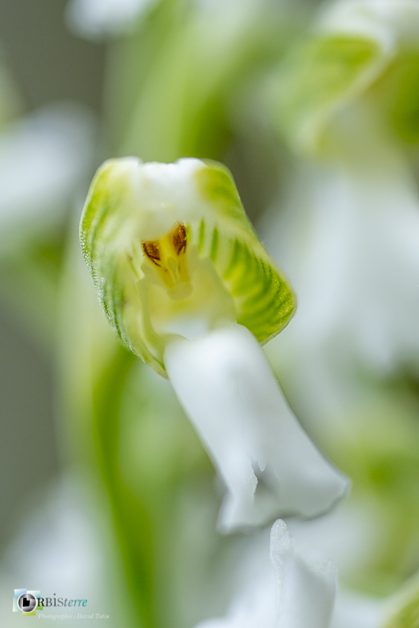 Alpes de Haute Provence, Revest-des-Brousses, albinos, anacamptis morio, flore, orchidée, parc naturel régional du luberon__