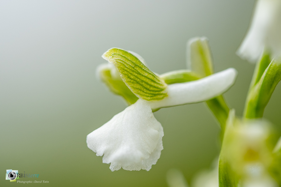 Alpes de Haute Provence, Revest-des-Brousses, albinos, anacamptis morio, flore, orchidée, parc naturel régional du luberon__
