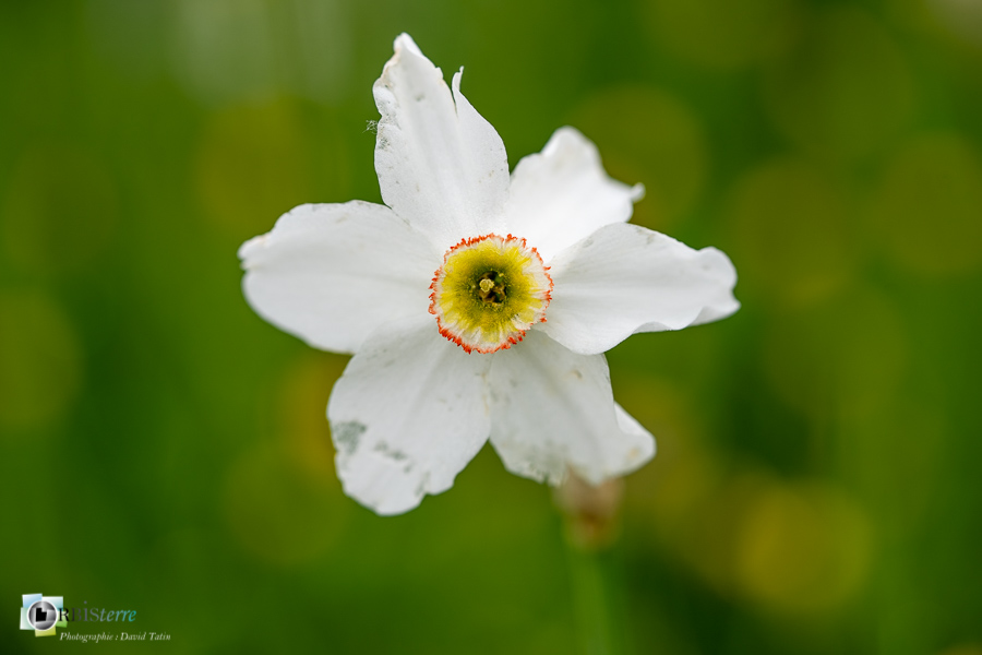 Alpes de Haute Provence, Revest-des-Brousses, flore, narcisse des poètes, parc naturel régional du luberon__