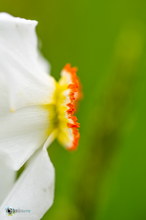 Alpes de Haute Provence, Revest-des-Brousses, flore, narcisse des poètes, parc naturel régional du luberon__