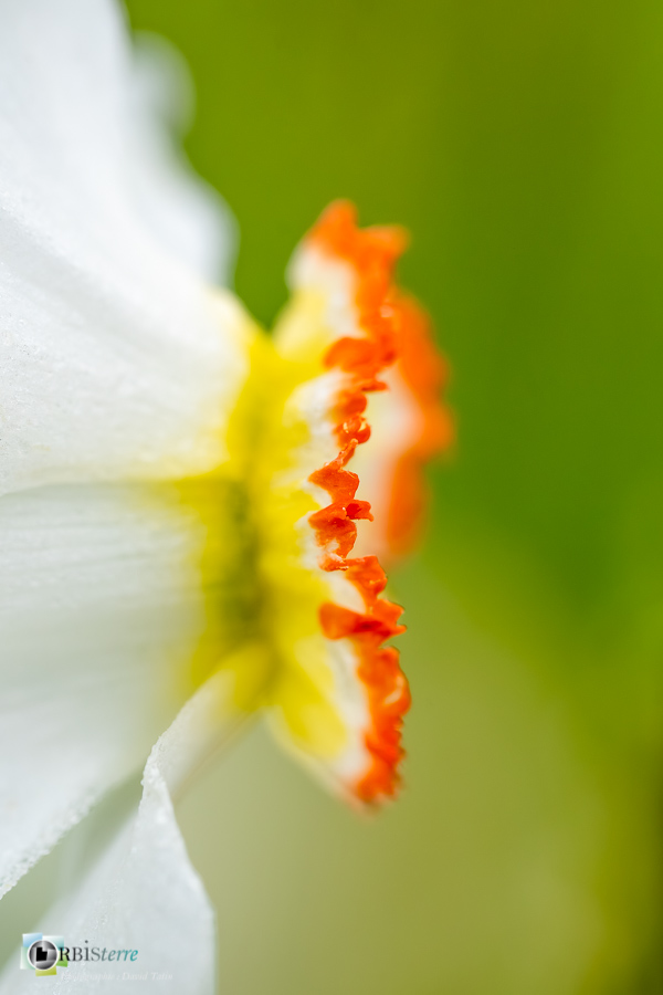 Alpes de Haute Provence, Revest-des-Brousses, flore, narcisse des poètes, parc naturel régional du luberon__