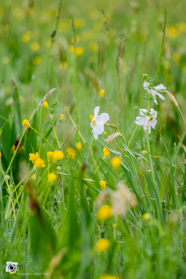 Alpes de Haute Provence, Revest-des-Brousses, flore, narcisse des poètes, parc naturel régional du luberon, prairie__
