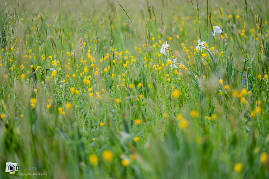 Alpes de Haute Provence, Revest-des-Brousses, flore, narcisse des poètes, parc naturel régional du luberon, prairie__
