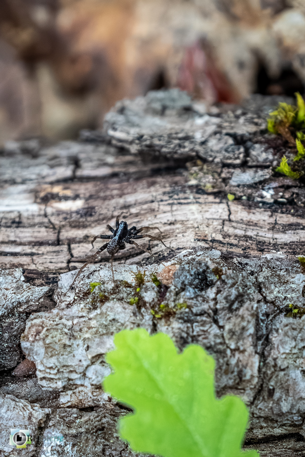 Alpes de Haute Provence, Revest-des-Brousses, araignée, lycosidae, parc naturel régional du luberon__
